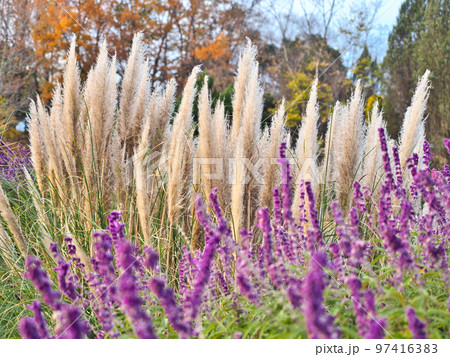 空に向かってまっすぐ伸びるパンパスグラスの自然風景（シロガネヨシ） 97416383