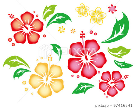 鮮やかなハイビスカスとプルメリアの花のイラスト 97416541