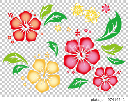 鮮やかなハイビスカスとプルメリアの花のイラスト 97416541