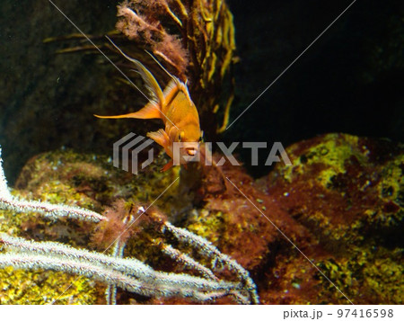 サクラダイ 97416598