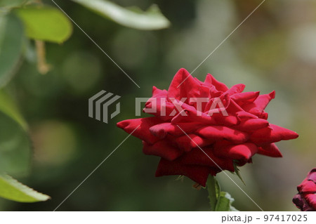 荒尾市 おもやい市民花壇 バラの花、 荒尾市 おもやい市民花壇 バラの花、 97417025