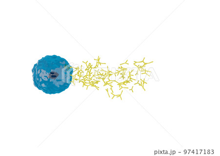 抗体を産生する形質細胞のイメージ 97417183