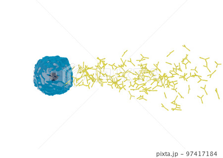 抗体を産生する形質細胞のイメージ 97417184