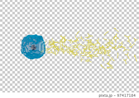 抗体を産生する形質細胞のイメージ 97417184