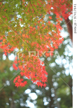 武蔵野陵の紅葉 97417641