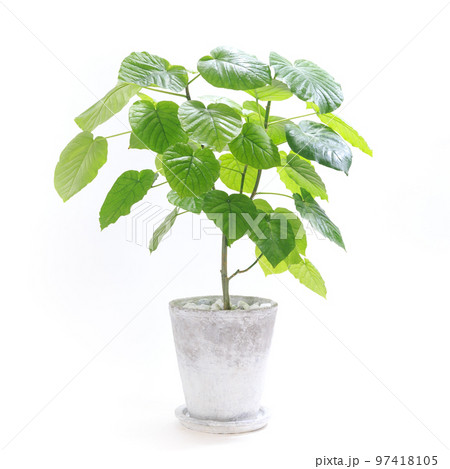 観葉植物、フィカス・ウンベラータの鉢植え【白背景】 97418105
