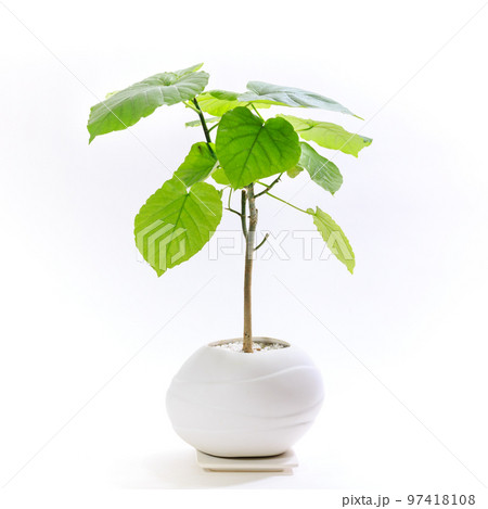 観葉植物、フィカス・ウンベラータの鉢植え【白背景】 観葉植物、フィカス・ウンベラータの鉢植え【白背景】 97418108
