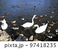 白鳥とカモ 97418235