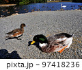 アヒルとカモ 97418236