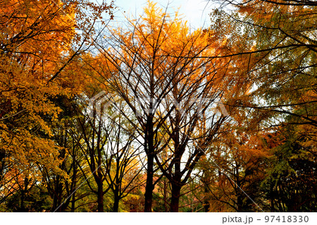 代々木公園の紅葉 銀杏ともみじ 97418330