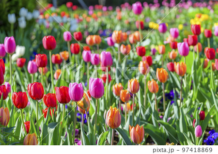 花ざかりのチューリップ 花ざかりのチューリップ 97418869