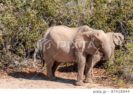 Desert Elephant in Namibia Desert Elephant in Namibia 97418944