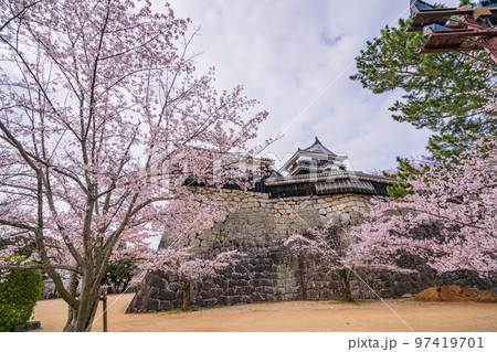 （愛媛県）桜咲く、松山城 97419701