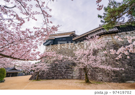 (愛媛県)桜咲く、松山城 (愛媛県)桜咲く、松山城 97419702