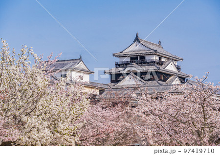 （愛媛県）桜咲く、松山城 97419710