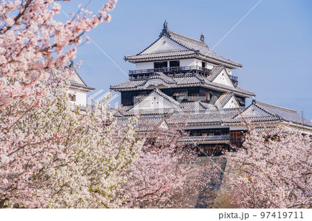 (愛媛県)桜咲く、松山城 (愛媛県)桜咲く、松山城 97419711
