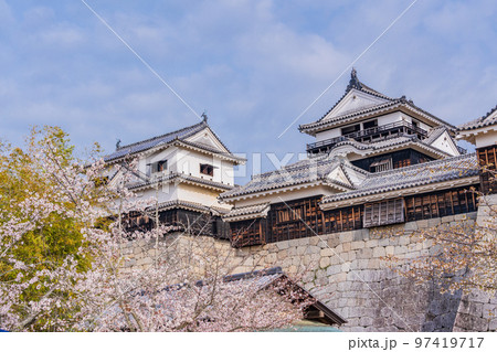 （愛媛県）桜咲く、松山城 97419717
