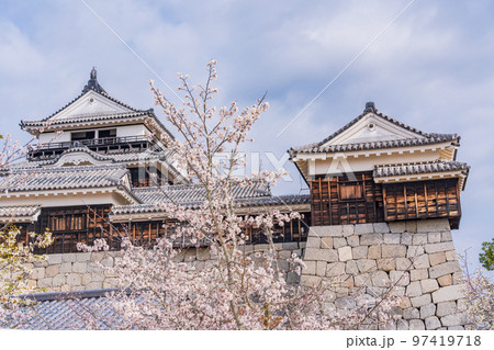 (愛媛県)桜咲く、松山城 (愛媛県)桜咲く、松山城 97419718