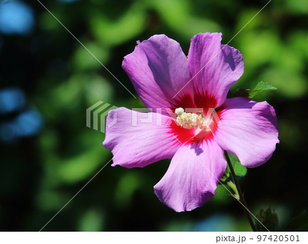 neat pink flower of perfect shape against the background of green plants neat pink flower of perfect shape against the background of green plants 97420501