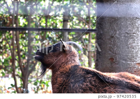 ヤクシマヤギの横顔 上尾丸山公園 埼玉県上尾市 ヤクシマヤギの横顔 上尾丸山公園 埼玉県上尾市 97420535