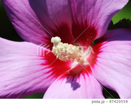 neat pink flower of perfect shape close-up 97420559
