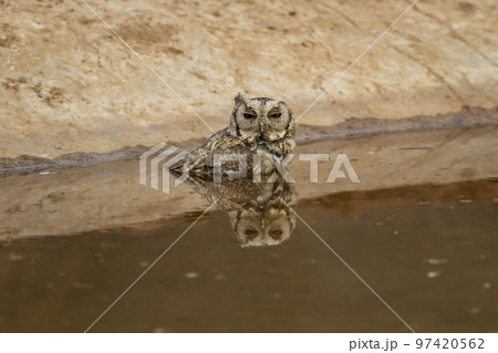 Closeup view of a indian scops owl or Otus bakkamoena owlet bird with reflection in water quenching thirst from waterhole in hot summer season safari to dry deciduous forest of central india asia 97420562