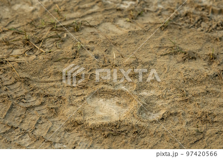 Wild female bengal tiger pugmark on forest track after winter morning stroll in safari at dhikala forest jim corbett national park uttarakhand india asia Wild female bengal tiger pugmark on forest track after winter morning stroll in safari at dhikala forest jim corbett national park uttarakhand india asia 97420566