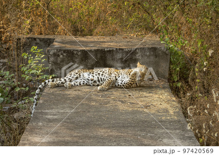 wild male leopard or panther or panthera pardus fusca with eye contact clean or licking his paws and claws grooming behavior in outdoor safari at jhalana leopard reserve forest jaipur rajasthan india wild male leopard or panther or panthera pardus fusca with eye contact clean or licking his paws and claws grooming behavior in outdoor safari at jhalana leopard reserve forest jaipur rajasthan india 97420569