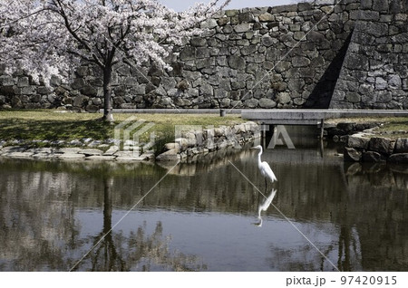 サギも花見の桜日和 サギも花見の桜日和 97420915