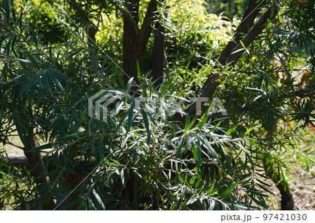 秋のカリステモンヴィミナリスの写真 秋のカリステモンヴィミナリスの写真 97421030