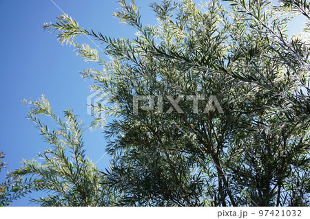 秋のカリステモンヴィミナリスの写真 97421032