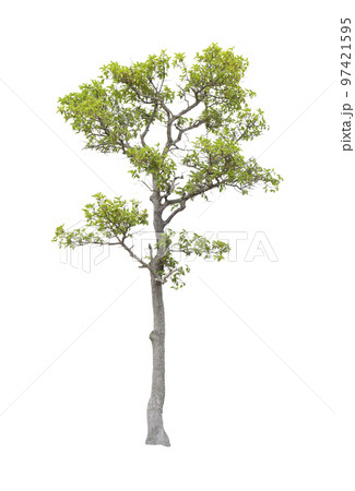 The tree on a isolated white background,clipping paths The tree on a isolated white background,clipping paths 97421595