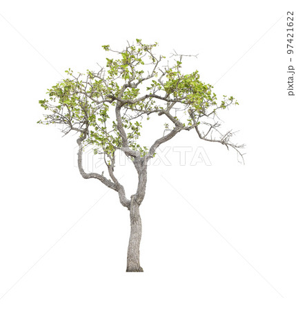 The tree on a isolated white background,clipping paths 97421622