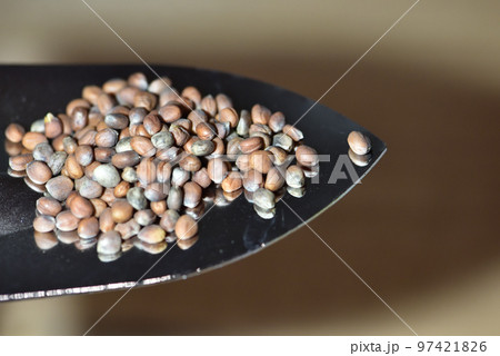 家庭菜園　ダイコン　種 97421826