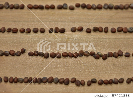 家庭菜園　ダイコン　種 97421833