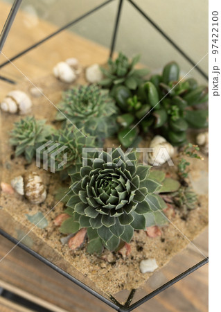 green succulents of different varieties grow in florarium on wooden table 97422100