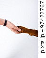 Dog is giving paw to the woman. Dog's paw in human's hand. Domestic pet. 97422767