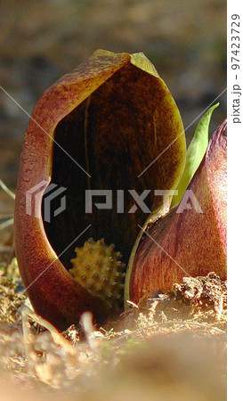 水辺の近くに咲く茶色の花　花(2月)ザゼンソウ(座禅草)02V9.16 97423729