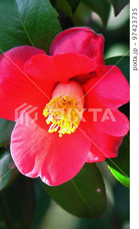 日差しを受けて咲く赤い花　花(2月)ツバキ(椿)05V9.16 97423735