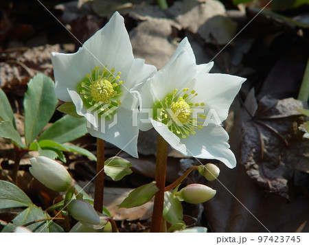 春の陽に抱かれる白い花 花2月クリスマスローズ25H4.3の写真素材 ...