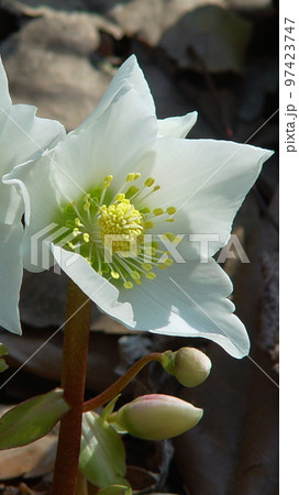 春の陽に抱かれる白い花　花2月クリスマスローズ25V9.16 97423747