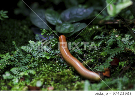millipede is on moss in nature 97423933