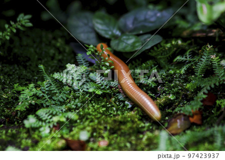 millipede is on moss in nature millipede is on moss in nature 97423937