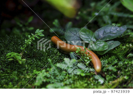 millipede is on moss in nature millipede is on moss in nature 97423939