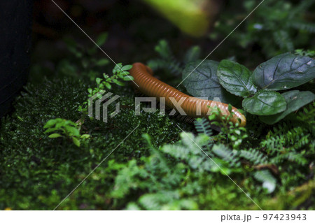 millipede is on moss in nature millipede is on moss in nature 97423943
