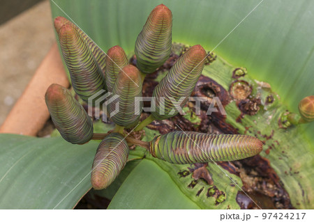 Welwitschia mirabilis is a plant found in the desert. Welwitschia mirabilis is a plant found in the desert. 97424217