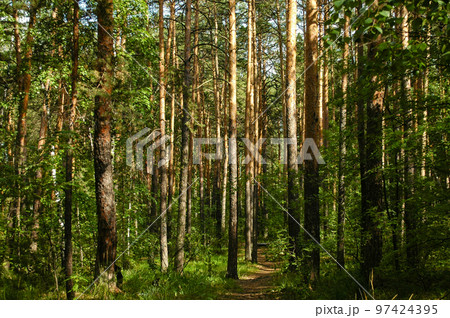 Slender trunks of pine trees illuminated by sunlight in a green coniferous forest Slender trunks of pine trees illuminated by sunlight in a green coniferous forest 97424395