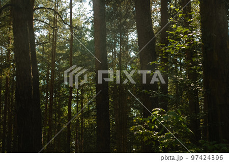 Sunlight breaks through the trunks of pine trees in the shade in a coniferous forest Sunlight breaks through the trunks of pine trees in the shade in a coniferous forest 97424396