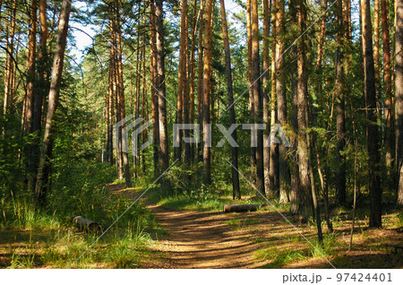 The forest path runs between a dense green thicket and pine trees illuminated by sunlight in a coniferous forest 97424401