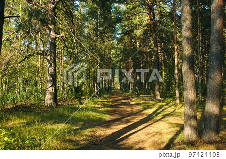 The forest path runs between mostly pine trees, forming an alley in a green forest in the rays of the evening sun. Tree shadows fall on the path 97424403